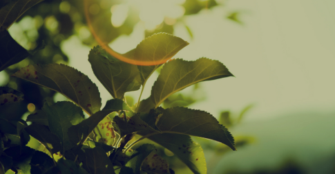 ISO 14001 Environmental Management