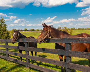 Public Consultation - Horse and Stud Farm Fencing (Second Enquiry)